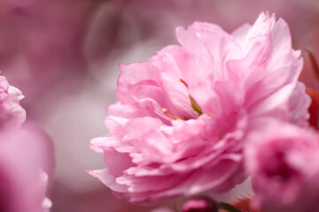 Beautiful pink sakura blossom on blurred background, closeup. Space for text