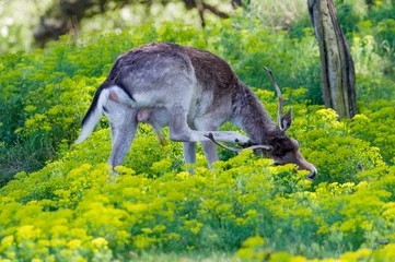 Fototapeten fallow deer - damhert - Dama Dama © Nora