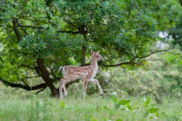 Fototapeten fallow deer in the woods - damhert - Dama Dama © Nora