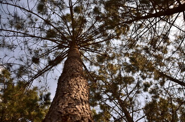trees and sky