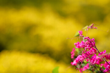 A bouquet of pink flowers against the blurred yellow background of a beautiful chrysanthemum and a copy space for lettering to make a greeting card for any occasion. Copy Space for letters