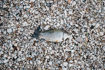 A fish on dry land