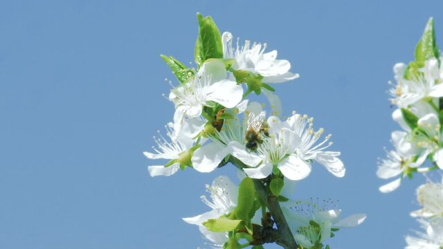 Honey bee on plum trree blossom in the spring sun