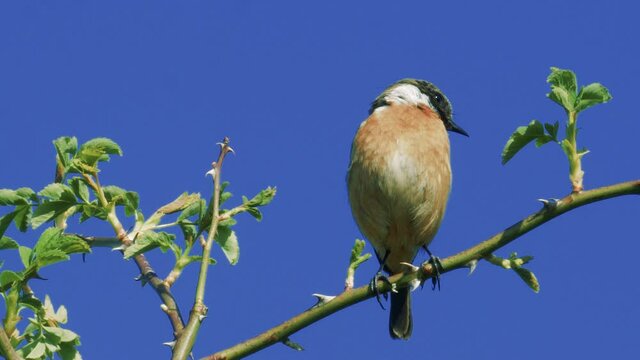 Wild bird sat on branch in the summer sun