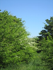 Fototapeta premium tree, nature, forest, sky, landscape, green, trees, summer, 