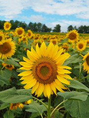 Obraz premium 大きく咲くひまわりと青空