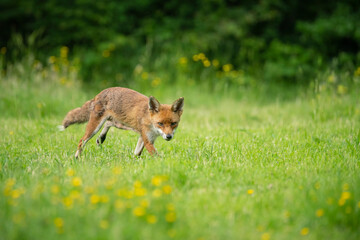 Red fox, Vulpes vulpes,out searching for food on a summer evening in Oxfordshire meadow