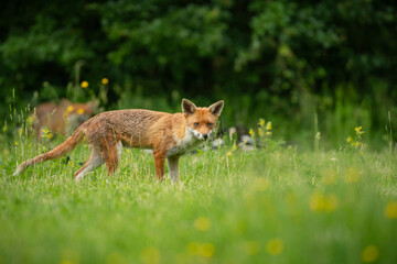 Red fox, Vulpes vulpes,out searching for food on a summer evening in Oxfordshire meadow