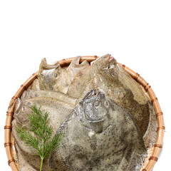 Psetta maxima (Turbot Fish) isolated on white background