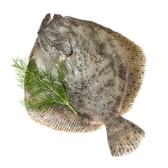 Psetta maxima (Turbot Fish) isolated on white background