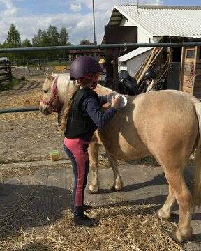 Daily grooming. Little girl brushes her ponny before riding lessons.