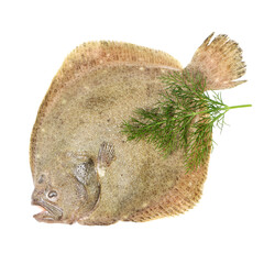 Psetta maxima (Turbot Fish) isolated on white background