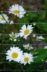 Chamomile in the garden by the wire fence. White wildflowers