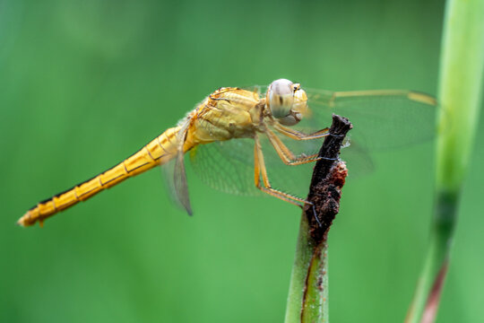 Yellow dragon fly with black stripped trail