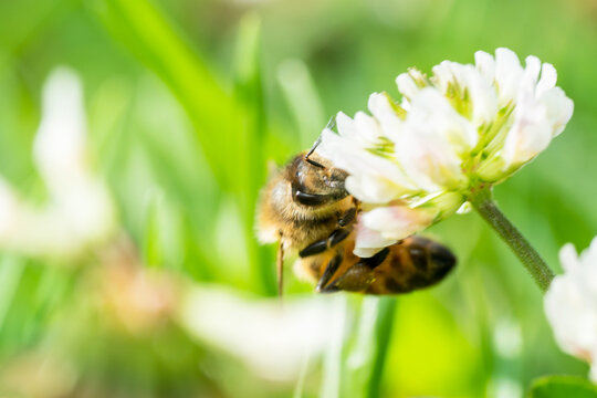 Honey bee drinking nectar from a white flower