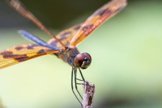 Macro shot of a Rhyothemis graphiptera, graphic flutterer or banded flutterer with big red eyes