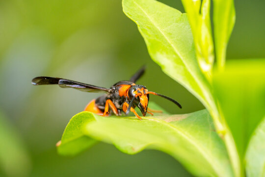 Tired orange and black paper wasp
