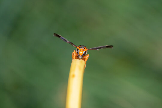 Close up front view shot of an orange and black wasp with symmetrical wings moving towards the frame