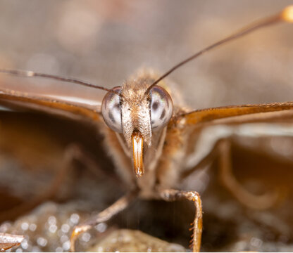 Close up of a brown butterfly with big white eyes