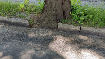 Stare drzewo przy krawędzi drogi. - obrazy, fototapety, plakaty