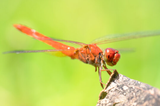 Red dragonfly glowing in the sun