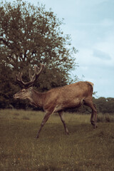 deer in the woods