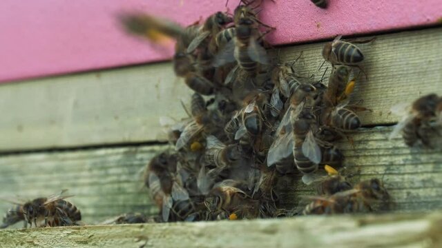 Bees with pollen entering a modern beehive
