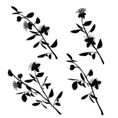 Vector silhouettes of the branch of trees, with leaves, flowers, black color, isolated on white background