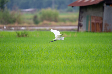 seagull on the grass