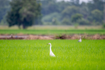 white swan on the grass