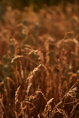abandoned village. texture, texture, nature