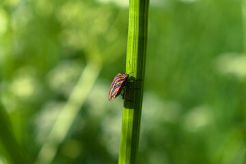Striped shield bug (Graphosoma lineatum) on the stem of a meadow plant