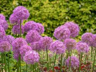 Large purple Alliums flowering in a garden