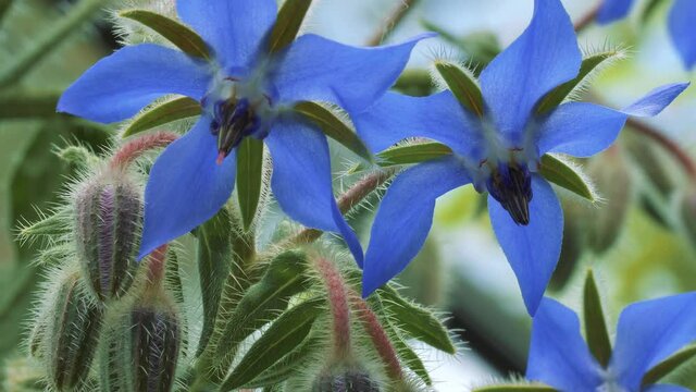 Borage flowers and buds in the summer sun