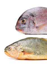 Raw porgy and Yellow Croaker Fish on white background