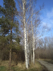 Obraz premium autumn, beauty, nature, and why not, under your feet, luck, on vacation, lucky, in the field, among the grass, in the meadow, trees, forest, birch, pine, advertising