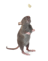 Small brown rat and piece of cheese on white background