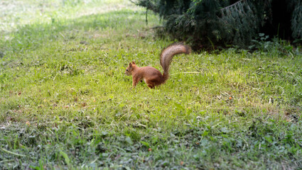 squirrel runs on green grass and hides a nut, summer