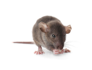 Small brown rat eating piece of cheese on white background