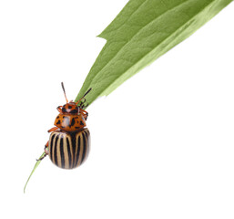 Colorado potato beetle on green leaf against white background
