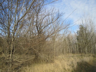 autumn, beauty, nature, and why not, under your feet, luck, on vacation, lucky, in the field, among the grass, in the meadow, trees, forest, birch, pine, advertising, sky