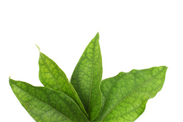 green leaf isolated on white