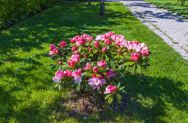 Fototapety na wymiar - Fototapeta24.pl