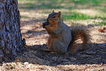 View of a furry red squirrel eating an acorn in Colorado