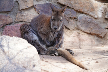 View of a furry Australian wallaby