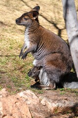 Naklejka premium View of a furry Australian wallaby mother with a baby joey in her pouch