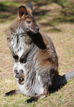 View of a furry Australian wallaby mother with a baby joey in her pouch