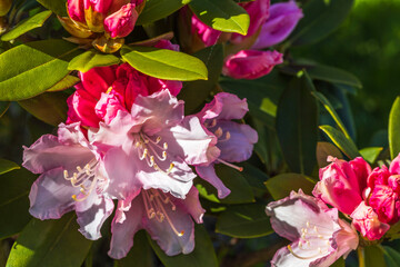 Macro view of blooming pink rhododendron. Beautiful nature backgrounds. 