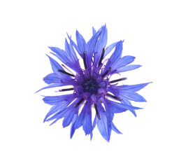 Beautiful light blue cornflower plant isolated on white