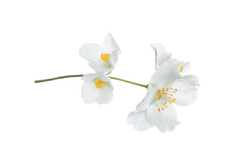 Beautiful flowers of jasmine plant isolated on white